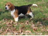 3 chiots Beagle LOF à adopter
