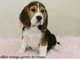 3 chiots Beagle LOF à adopter