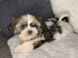 2 chiots Shih Tzu mâles non LOF à réserver