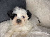 2 chiots Shih Tzu mâles non LOF à réserver