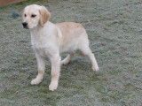 1 chiot femelle Golden Retriever LOF à vendre