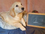 À vendre : 4 chiots Golden Retrievers LOF