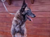 Chienne Berger Belge Malinois de 6 ans disponible (LOF)