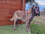 Chienne Berger Belge Malinois de 6 ans disponible (LOF)