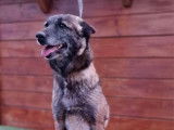 Chienne Berger Belge Malinois de 6 ans disponible (LOF)