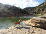 Milo, Caniche abricot disponible pour saillie