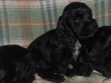 &Agrave; r&eacute;server : 2 chiots Cockers Anglais noirs LOF