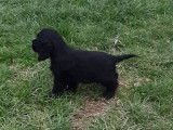 &Agrave; r&eacute;server : 2 chiots Cockers Anglais noirs LOF