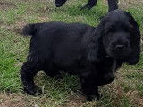 &Agrave; r&eacute;server : 2 chiots Cockers Anglais noirs LOF