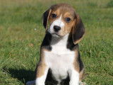 Chiots Beagles LOF disponible à la vente