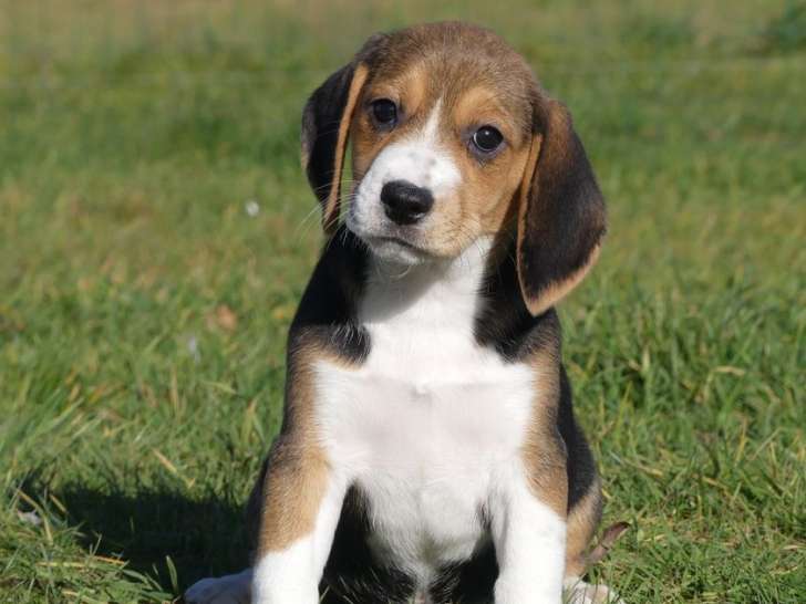 Chiots Beagles LOF disponible à la vente