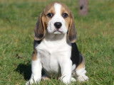 Chiots Beagles LOF disponible à la vente