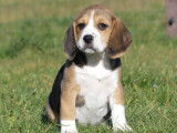 Chiots Beagles LOF disponible à la vente