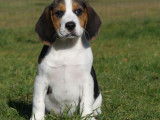 Chiots Beagles LOF disponible à la vente