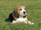 Chiots Beagles LOF disponible à la vente