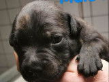 À chiots Staffies disponibles à la réservation (LOF)
