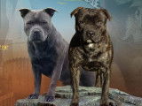 À chiots Staffies disponibles à la réservation (LOF)