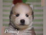 À réserver : des chiots Pomskies