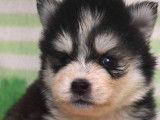 À réserver : des chiots Pomskies