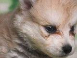 À réserver : des chiots Pomskies