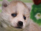 À réserver : des chiots Pomskies