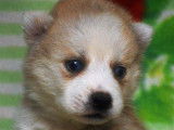 À réserver : des chiots Pomskies