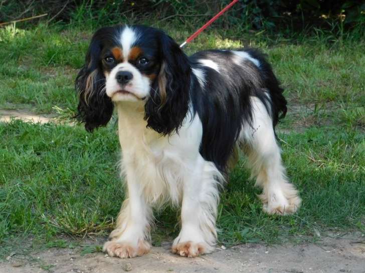 Un chien Cavalier King Charles LOF de 6 ans à vendre