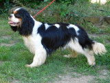 Un chien Cavalier King Charles LOF de 6 ans à vendre