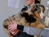 Des chiots Bergers Australiens LOF mâles à vendre
