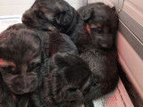 À réserver : 3 chiots Bergers Allemands LOF