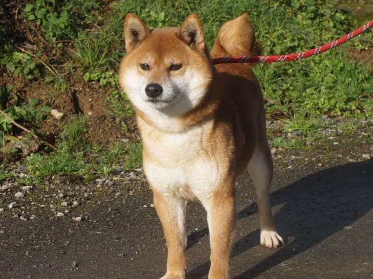 Une chienne Shiba Inu LOF fauve de 5 ans et demi à vendre