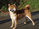 Une chienne Shiba Inu LOF fauve de 5 ans et demi &agrave; vendre