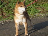 Une chienne Shiba Inu LOF fauve de 5 ans et demi &agrave; vendre