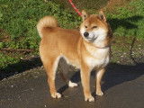 Une chienne Shiba Inu LOF fauve de 5 ans et demi &agrave; vendre