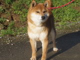 Une chienne Shiba Inu LOF fauve de 5 ans et demi &agrave; vendre
