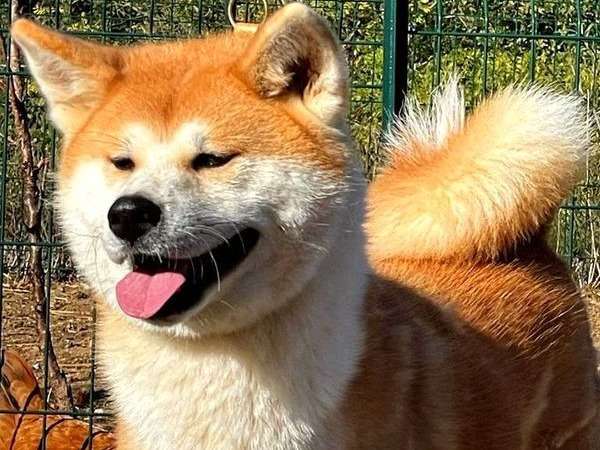 À adopter : chienne Akita Inu de 20 mois