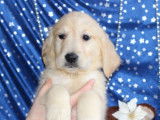 Des chiots Goldens Retrievers sable LOF à vendre