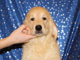 Des chiots Goldens Retrievers sable LOF à vendre