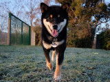 Mâle Shiba inu LOF disponible pour saillie