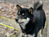Mâle Shiba inu LOF disponible pour saillie