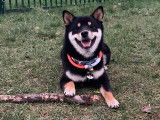 Mâle Shiba inu LOF disponible pour saillie