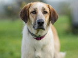 Chienne Mâtin Espagnol à donner