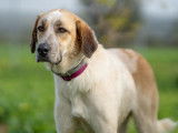 Chienne Mâtin Espagnol à donner