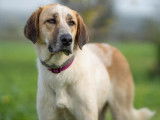 Chienne Mâtin Espagnol à donner
