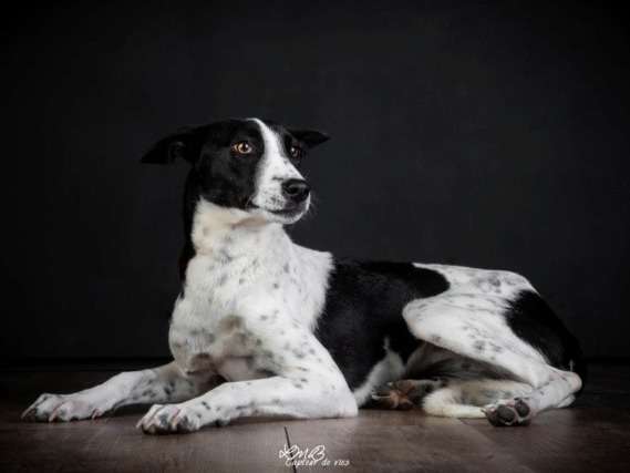 Chienne à donner