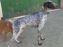Chien à donner