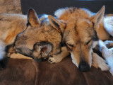 Chiots de race Chien Loup Tch&eacute;coslovaque &agrave; vendre (4 femelles & 3 m&acirc;les)