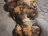 Chiots de race Chien Loup Tch&eacute;coslovaque &agrave; vendre (4 femelles & 3 m&acirc;les)