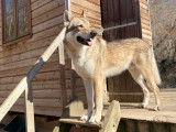 Chiots de race Chien Loup Tch&eacute;coslovaque &agrave; vendre (4 femelles & 3 m&acirc;les)