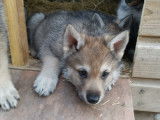 Chiots de race Chien Loup Tch&eacute;coslovaque &agrave; vendre (4 femelles & 3 m&acirc;les)